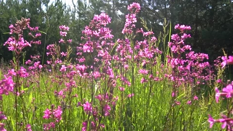 Bees pollinate Video stock 226443592
