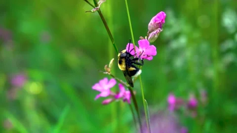 Bees pollinate Video stock 226443594
