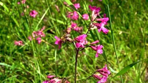 Bees pollinate Stock Footage 226443595