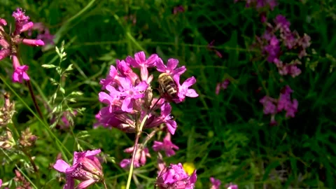Bees pollinate Vidéo 226443615