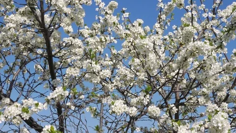 Bees pollinate fruit trees. The white flowers of the blackthorn. Stock Footage 75803942