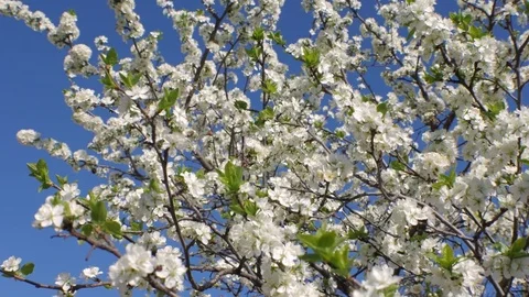 Bees pollinate fruit trees. The white flowers of the blackthorn. Stock Footage 75804130