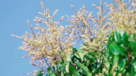 Bees pollinate longan flower medium close up slowmotion 100fps Vídeos de archivo 156060006