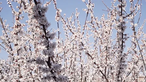 Bees pollinate a pear on a background of grass Stock Footage 127897050