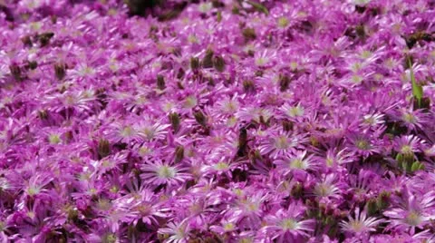 Bees Pollinate Pink Flowers 库存影片 10890592