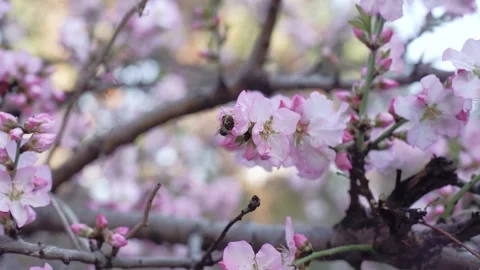 Bees pollinate pink flowers on a spring fruit tree. Slow motion Stock-Footage 134707878