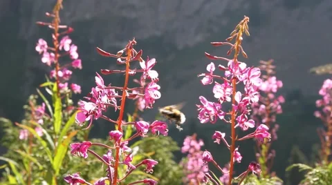 Bees pollinate a plant Stock Footage 68873775