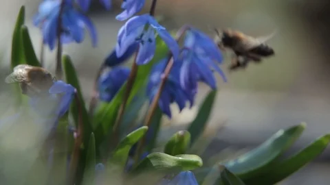 Bees pollinate primroses in early spring. Stock Footage 88255058