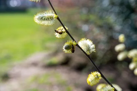 Bees pollinate spring blooming willow tree, flora and fauna Stock Photos