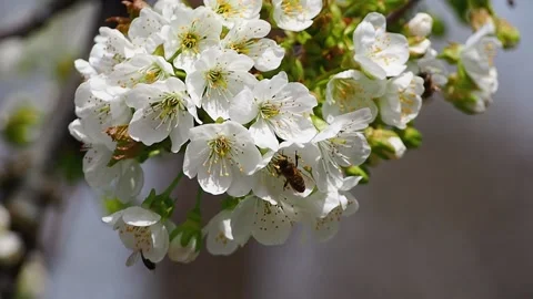 Bees pollinate white cherry blossoms in close-up. Stock Footage 201458096