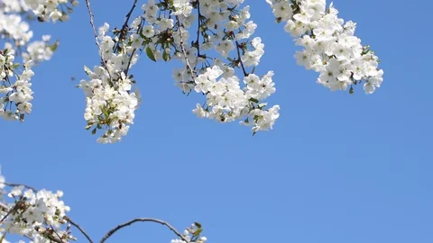 Bees pollinate white cherry flowers Stock Footage 129944181