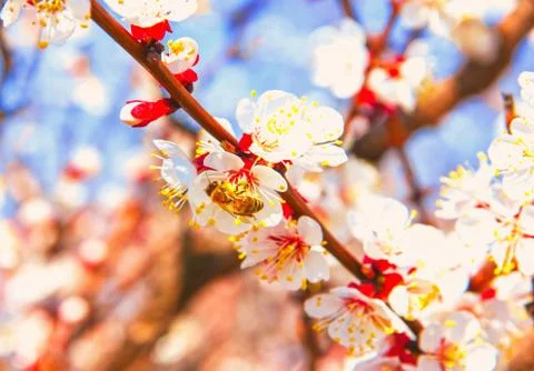 Bees pollinate young tree flowers in the garden, bee collects po Stock Photos