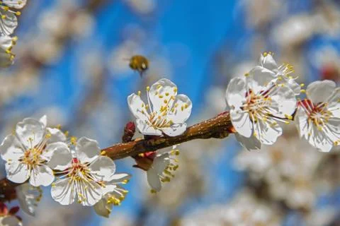 Bees pollinate young tree flowers in the garden, bee collects po Stock Photos