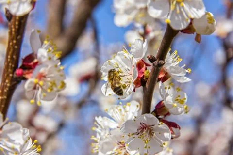 Bees pollinate young tree flowers in the garden, bee collects po Stock Photos