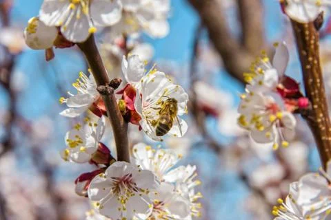 Bees pollinate young tree flowers in the garden, bee collects po Stock Photos