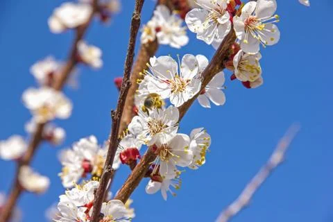 Bees pollinate young tree flowers in the garden, bee collects po Stock Photos