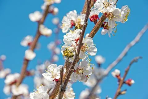 Bees pollinate young tree flowers in the garden, bee collects po Stock Photos