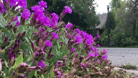 Bees pollinates purple flowers on a roadside while a car comes from behind 스톡 동영상 131419169