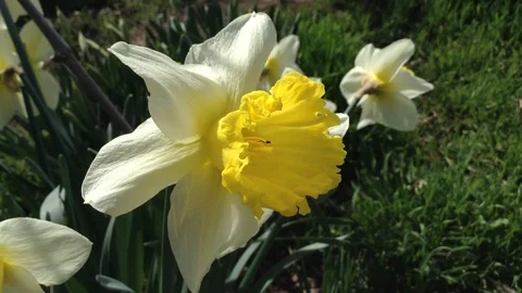 Bees pollinates Yellow And White Fower Daffodils Narcissus Incomparabilis Close Stock Footage 89270276