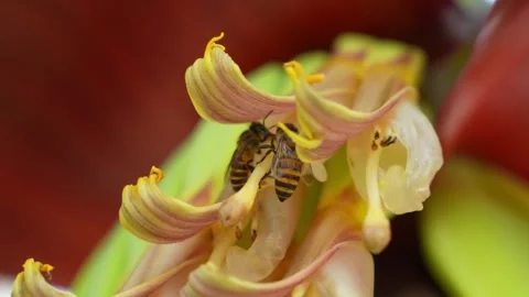Bees pollinating banana flowers highlight tropical biodiversity. Video stock 333356575