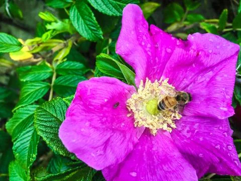 Bees Pollinating Beach Rose Stock Photos