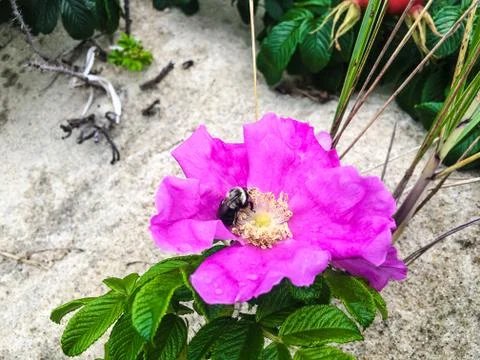Bees Pollinating Beach Rose Stock Photos