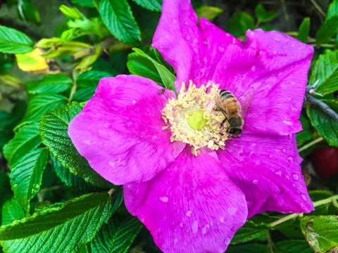 Bees Pollinating Beach Rose Stock Photos