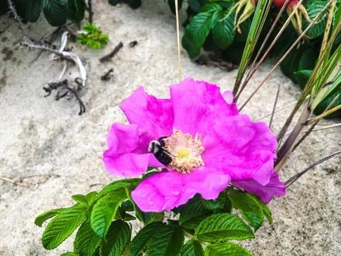 Bees Pollinating Beach Rose Stock Photos