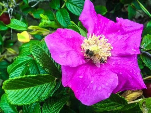 Bees Pollinating Beach Rose Stock Photos