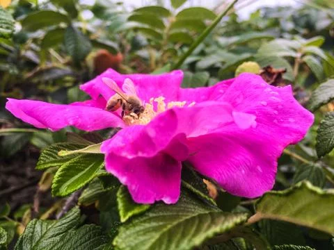 Bees Pollinating Beach Rose Stock Photos