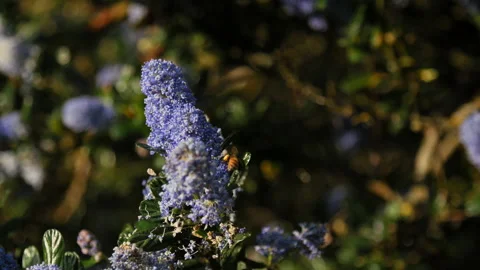 Bees pollinating beautiful purple lavender blooming flowers in the spring Video stock 153202009