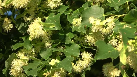 Bees pollinating blooming linden tree flowers in spring Video stock 338244883