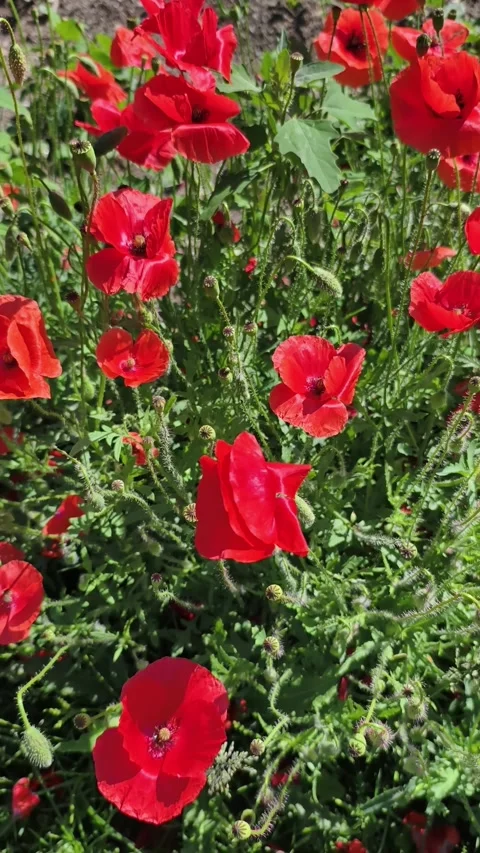 Bees Pollinating Blooming Red Poppy Flowers Vertical 4K Slow Motion Stock-Footage 336618055