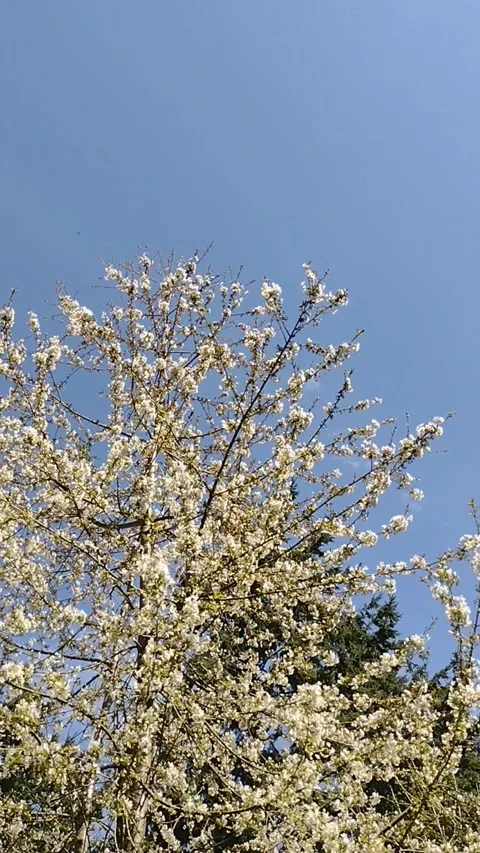 Bees pollinating blossoms on a flowering cherry tree Stock Footage 176565183