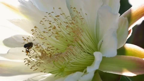 Bees Pollinating a Cactus Flower in Slow Motion Close up of Honey Bee Stock Footage 147421540