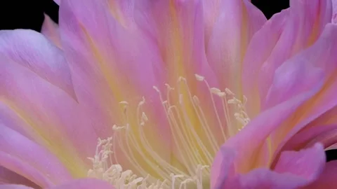 Bees Pollinating Cactus Flowers 04 Stock Footage 204907171