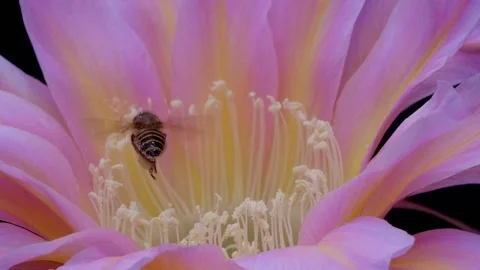 Bees Pollinating Cactus Flowers 06 Stock Footage 204907174