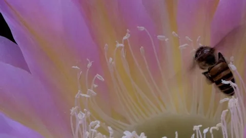 Bees Pollinating Cactus Flowers 07 Stock Footage 204907234