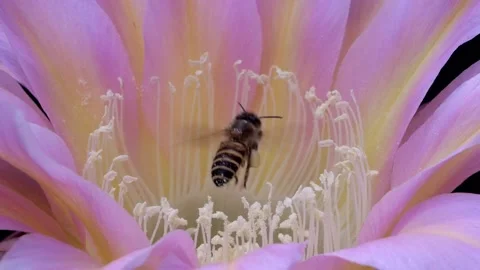 Bees Pollinating Cactus Flowers 09 Stock Footage 204907257