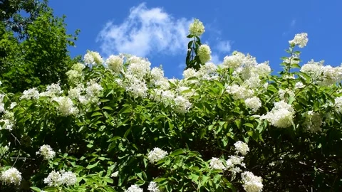 Bees Pollinating with Clouds Rolling By Stockbeeldmateriaal 139049276