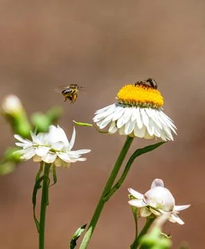 Bees pollinating daisy flowers Stock Photos