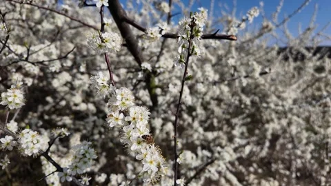 Bees pollinating delicate white blossoms on a tree branch under a blue sky in Video stock 332596946