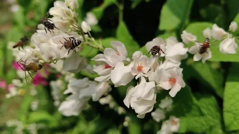 Bees Pollinating Delicate White Flowers Amidst Lush Green Foliage Video stock 295745447