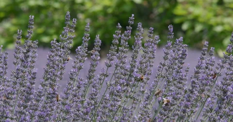 Bees pollinating English lavender Stock Footage 132391258