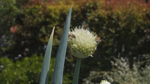 Bees pollinating a flower Stock Footage 89136455