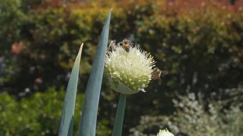 Bees pollinating a flower Video stock 89137136