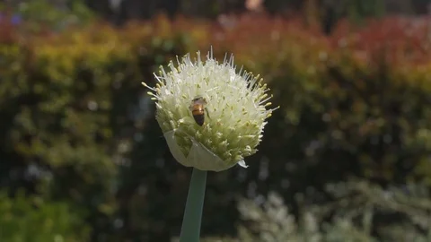 Bees pollinating a flower Stock Footage 89142945