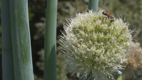 Bees pollinating a flower Stock Footage 89166885