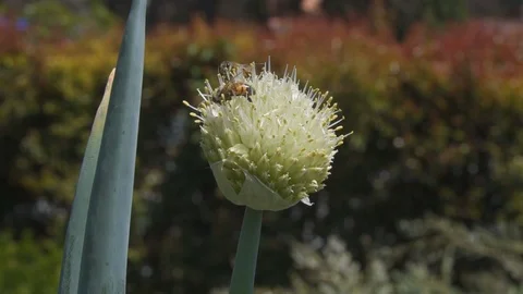 Bees pollinating a flower Stock Footage 89167039