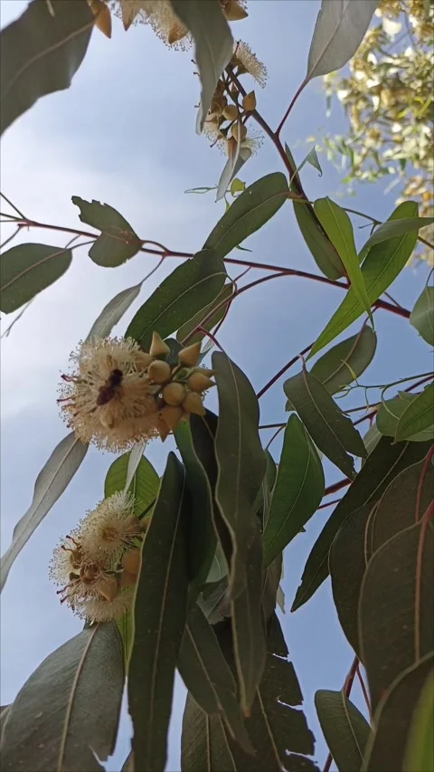 Bees Pollinating Flowering Eucalyptus Tree - Nature Stock Video Stock Footage 333926022